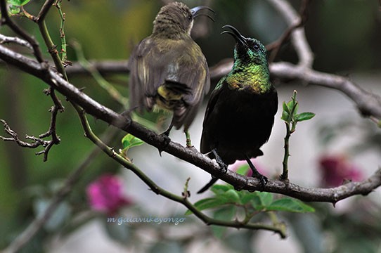 Bronzy Male & Female Sunbirds in a Pecking mood