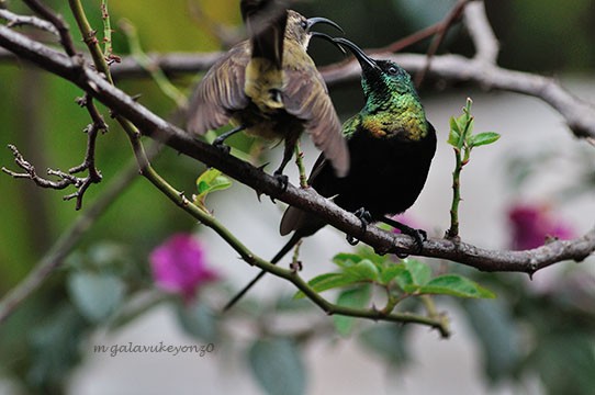 Bronzy Male & Female Sunbirds in a Pecking mood