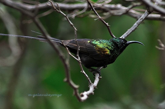 Bronzy Male Sunbird suching for nectar