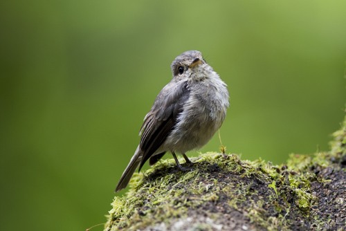 at approx at 1.500m asl