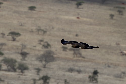 at approx 1.200 m asl near Lodge