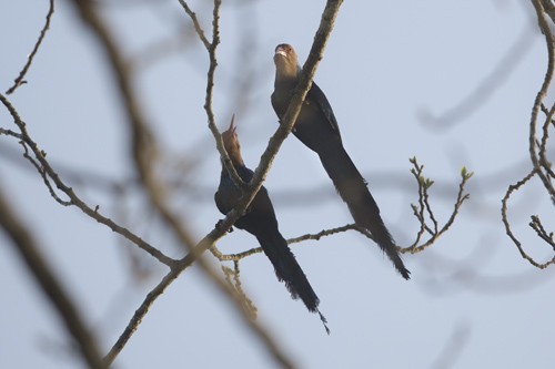 White-headed Woodhoopoe with young