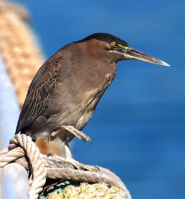 Striated Heron