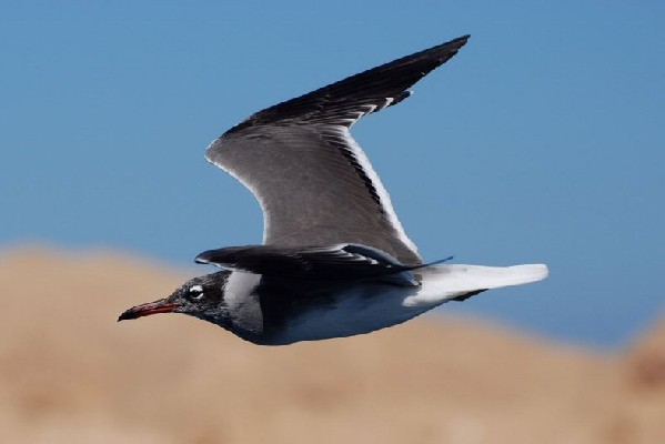 White-eyed Gull