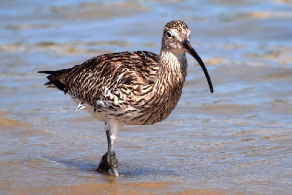 Eurasian Curlew