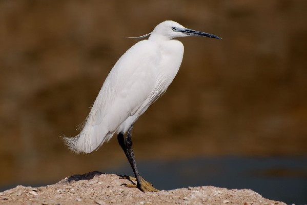 Little Egret
