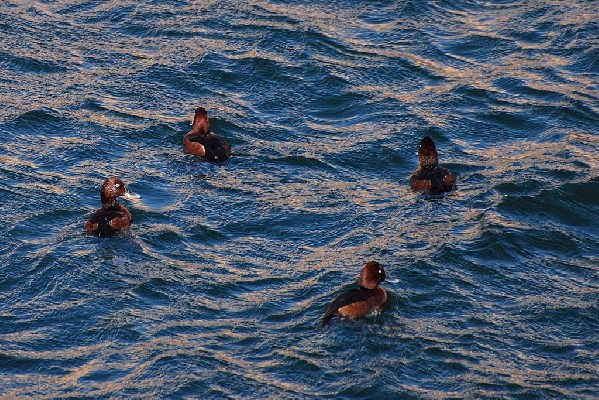 Ferruginous Duck