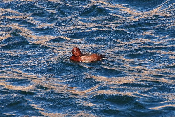 Ferruginous Duck