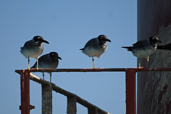 White-eyed Gull