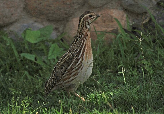 Common Quail in a hotel garden