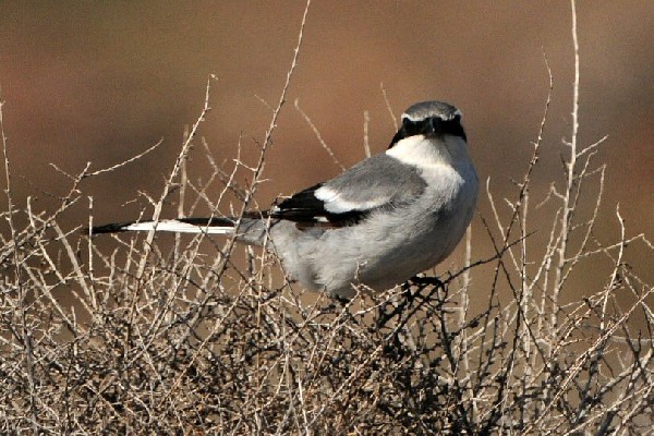 Southern Grey Shrike subspecies Koenigi, Lanzarote