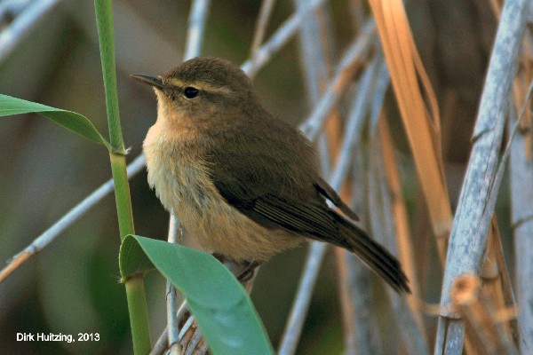 Canary Islands Chiffchaff, Gran Canaria
