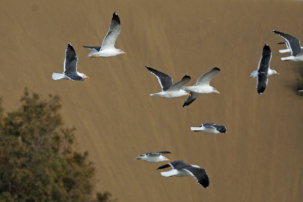 Lesser Black-backed Gulls, Maspalomas, Gran Canaria
