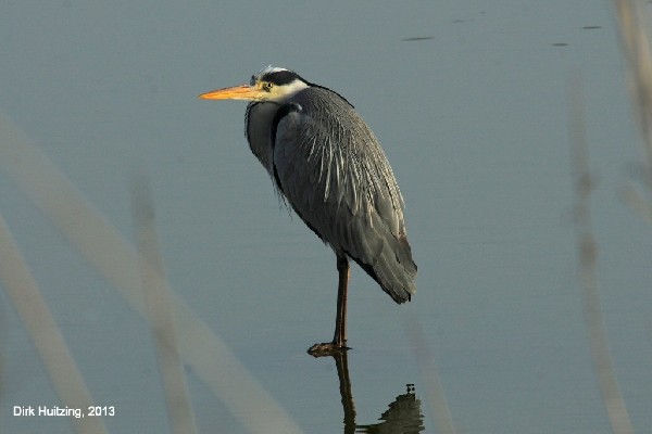 Grey Heron, Maspalomas, Gran Canaria