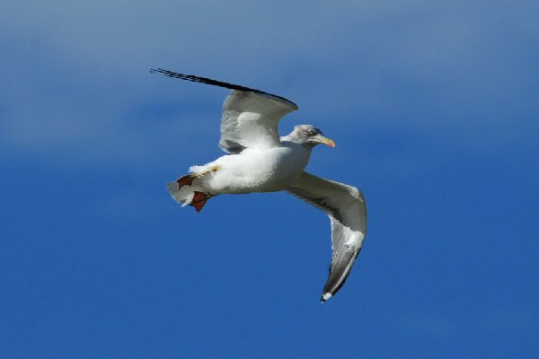 Lesser Black-backed Gull, Maspalomas, Gran Canaria
