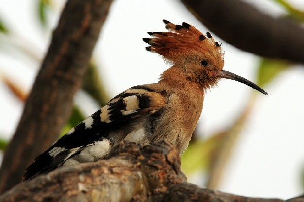 Hoopoe, Maspalomas, Cran Canaria
