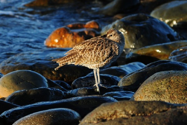 Whimbrel, Maspalomas, Gran Canaria