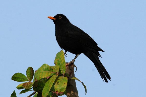 Eurasian Blackbird, Maspalomas, Gran Canaria