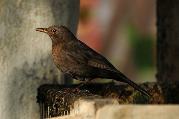 Eurasian Blackbird, Maspalomas, Gran Canaria
