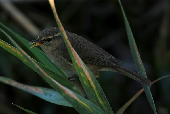 Canary Island Chiffchaff, Maspalomas, Gran Canaria