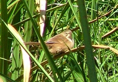 Grauer's Swamp-Warbler at Mabwindi, one of the most well known sites for this Albertine Rift Endemic