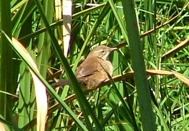 Another shot of Grauer's Swamp-Warbler at Mabwindi