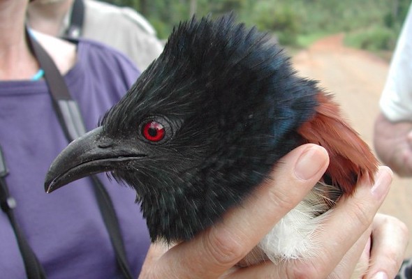 Black-throated Coucal after flying into a car