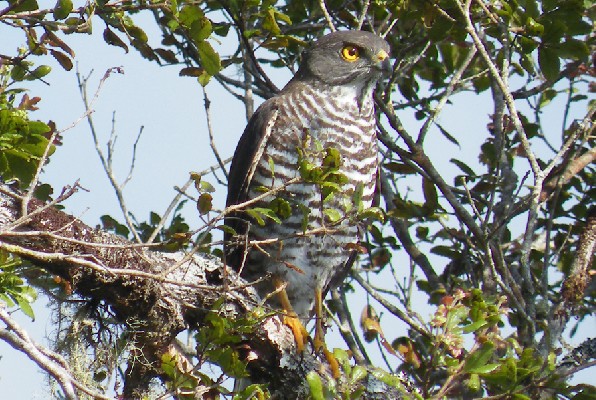 Frances's Sparrowhawk