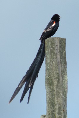 Long-tailed Widowbird