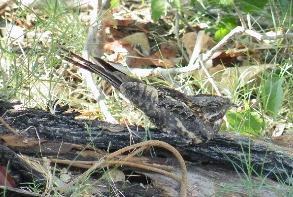 Rufous-cheeked Nightjar found at day roost