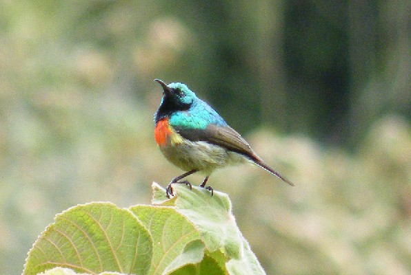 Eastern Double-collared Sunbird