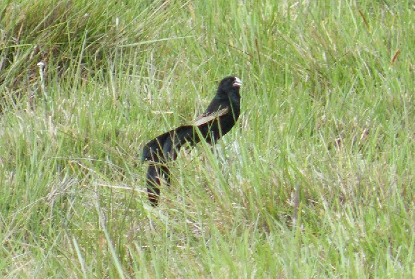 Jackson's Widowbird