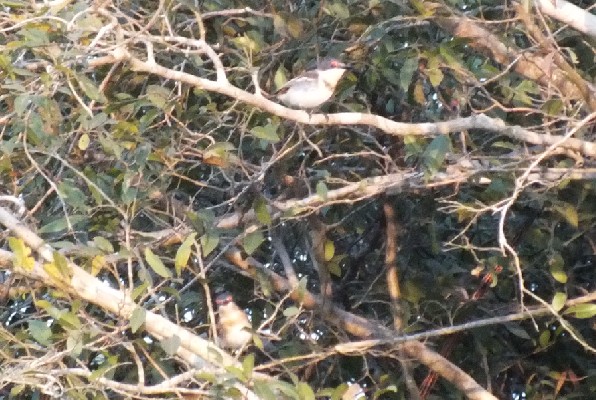 White-fronted Wattle-eyes