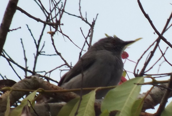 Miombo Wren-Warbler