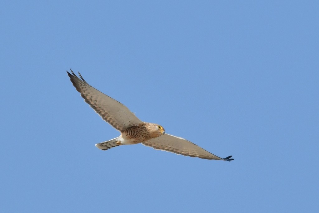 Greater Kestrel in flight
