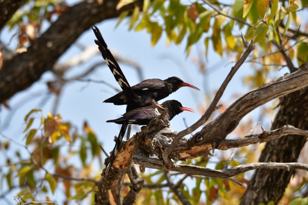 Violet Wood Hoopes mating