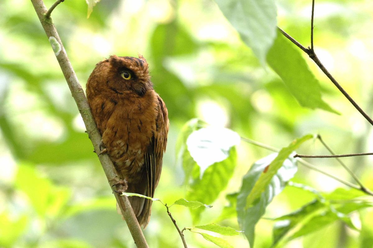 Sao Tome Scops Owl rufous morph