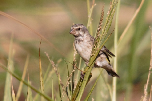 Black-throated Canary