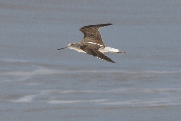 Greenshank in flight
