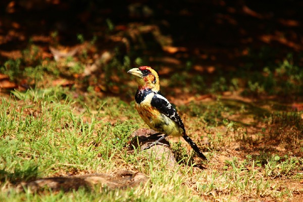 Barbet on Ground