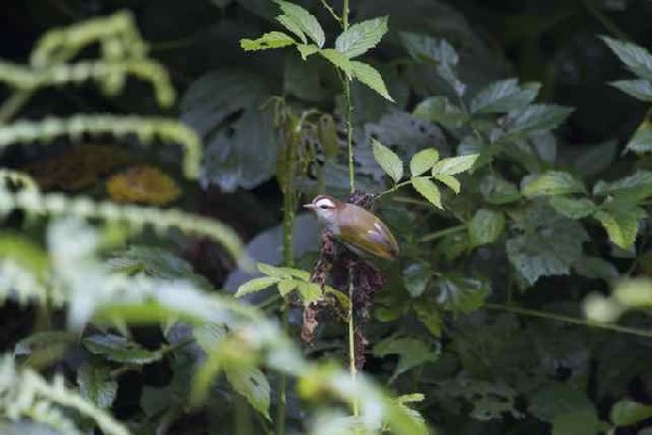 Single bird observed