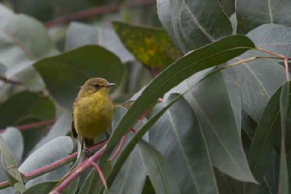 Pair observed in eucalypts and rank vegetation