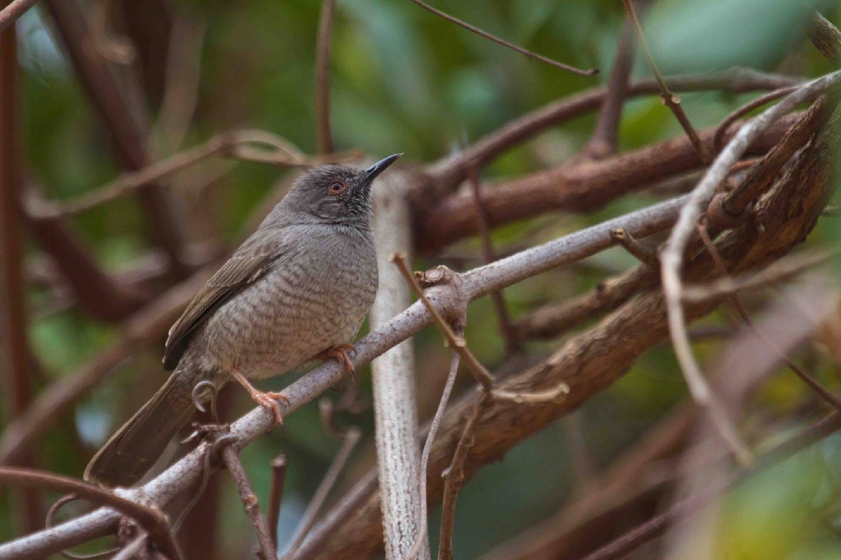 Miombo Wren-Warbler. According to Sinclair and Ryan this would be a Pale Wren-Warbler (Calamonastes undosus)