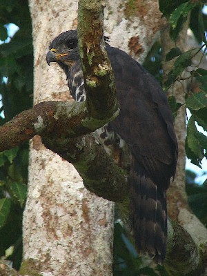Congo Serpent Eagle