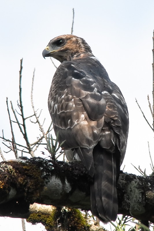 'quite confiding'