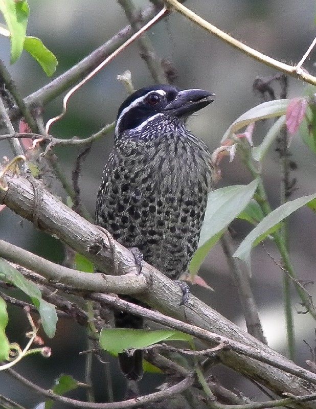 Streaky-throated Barbet