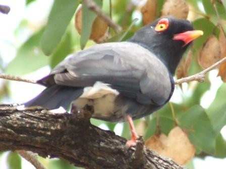 Retz's Helmet-Shrike