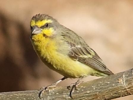 Yellow-Fronted Canary