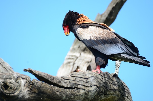 Bateleur Eating his pray