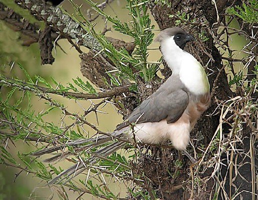 Bare-faced Go-away Bird